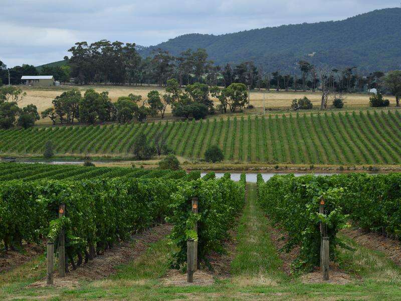 Australia's wine industry fizzing over prosecco | Benalla Ensign