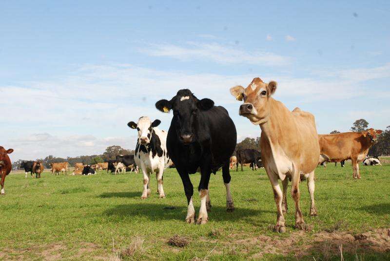 Bega Cheese to open at $6.60 kg | Dairy News Australia