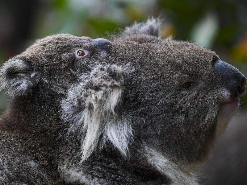More room for koalas to spread out on NSW north coast Dairy News
