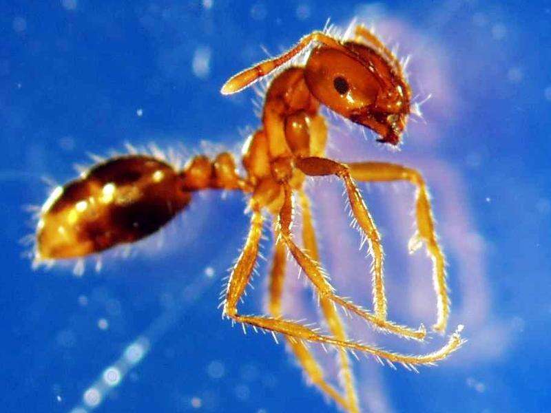 Funding fears risk taking heat out of fire ants fight | Kyabram Free Press