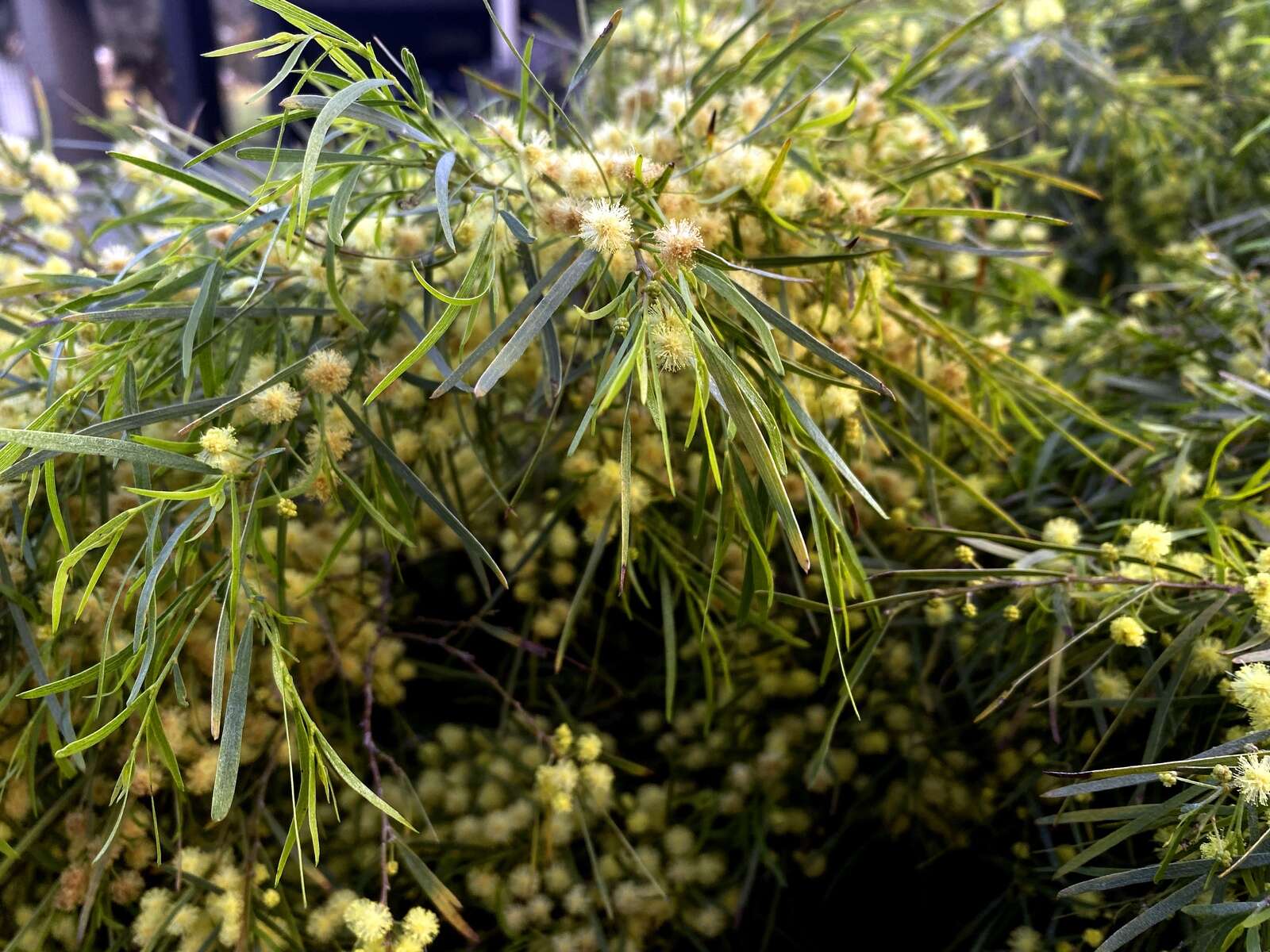 Wednesday weather Shepparton forecast Seymour Telegraph