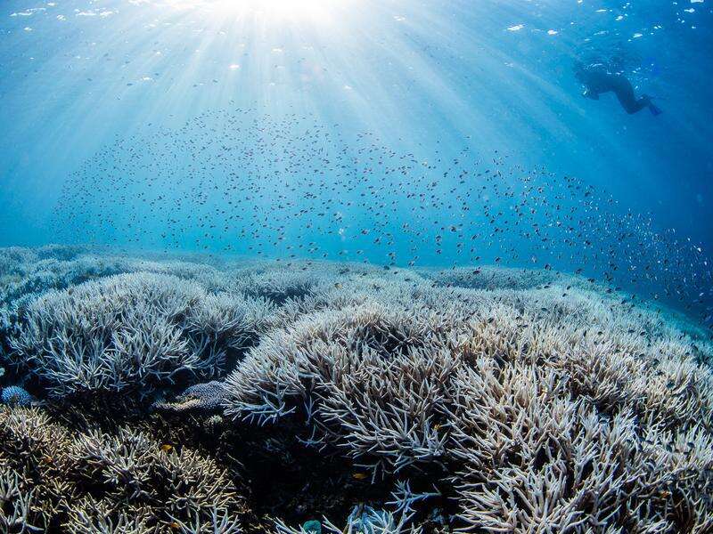 Reef dodges 'in danger' status, serious threat lingers | Shepparton News