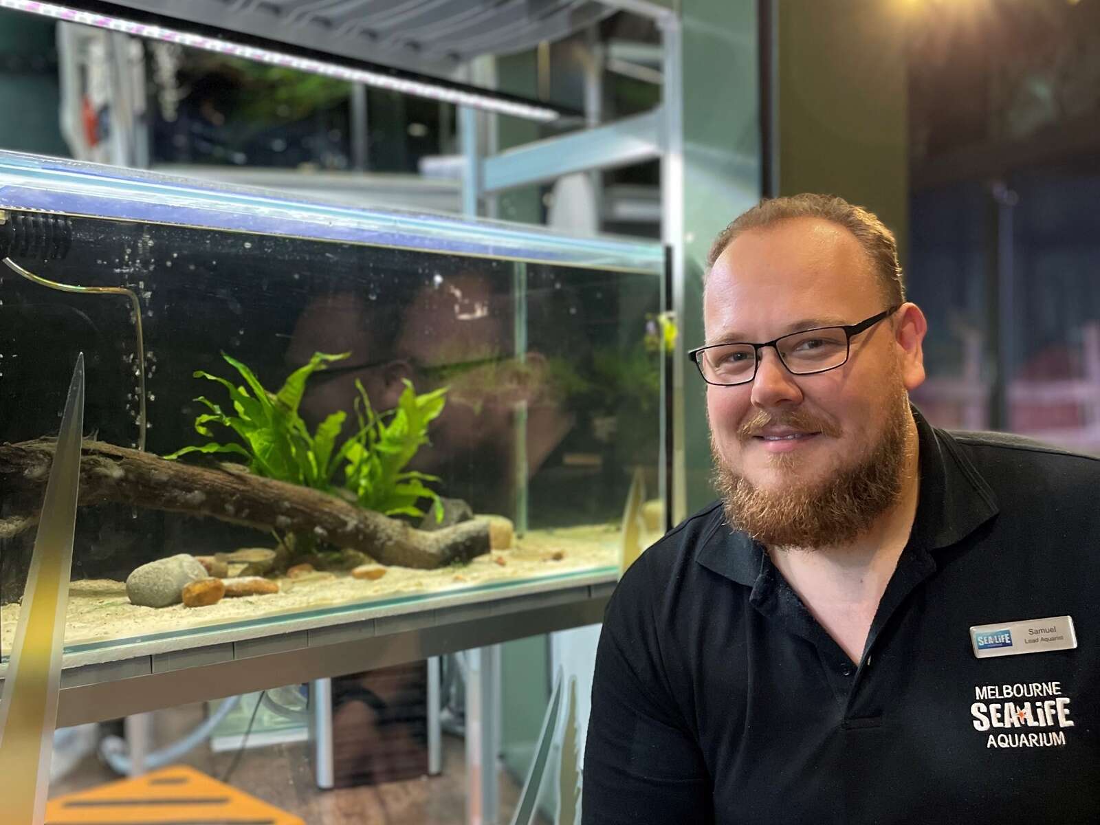 Zombie fish reborn in aquarium breeding program North Texas Chow Chow Club