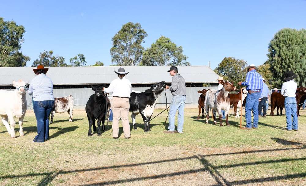 Experience the Rochester Show for fireworks, laser tag and farm fun