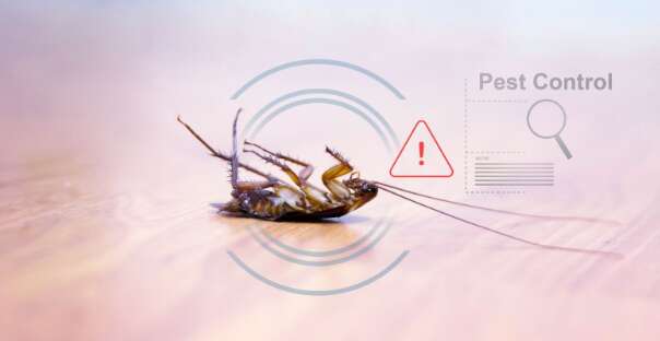 Top spring pest control tips for Melbourne homes | Dairy News Australia