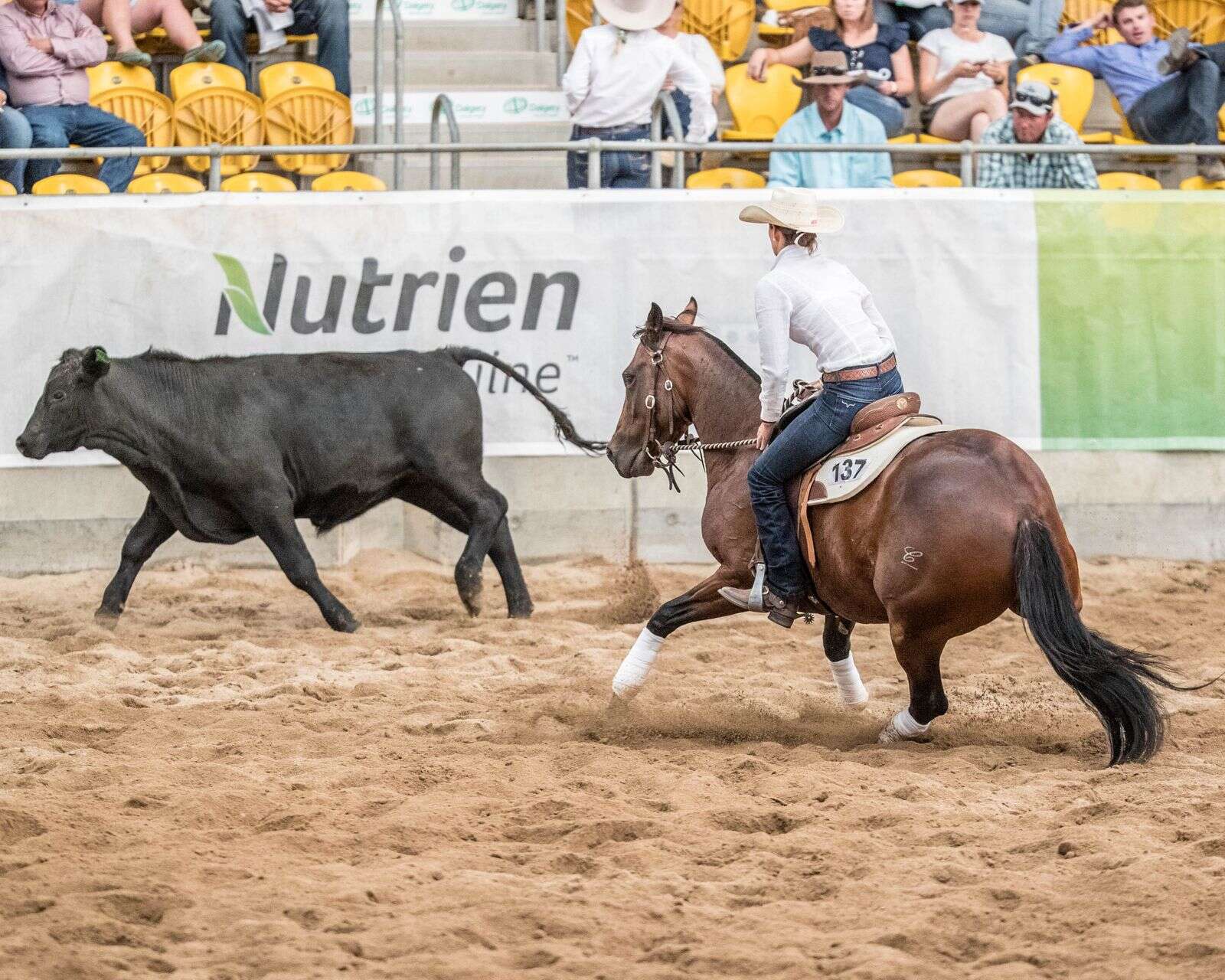 Bumper horse sale predicted Yarrawonga Chronicle