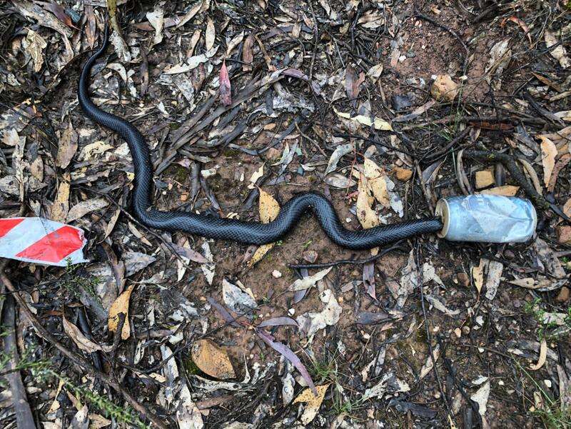Snakes on the move in the region | Riverine Herald