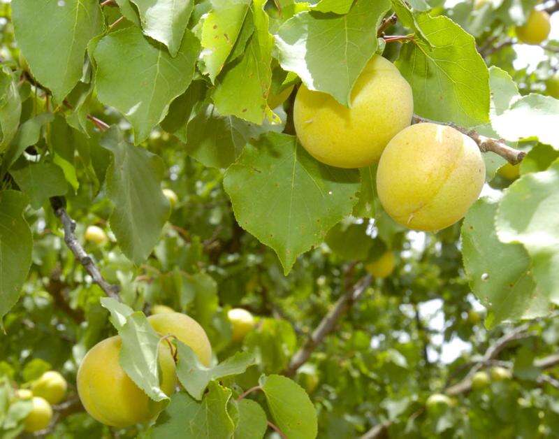 Sheed says cut red tape for fruit pickers Country News