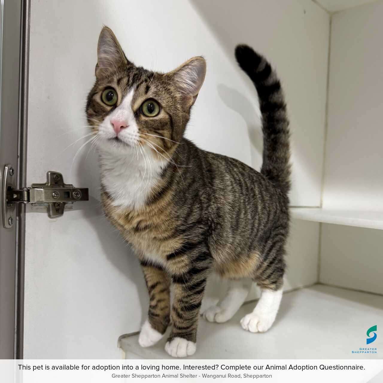 Pet of the Week | Meet Zeus | Dairy News Australia