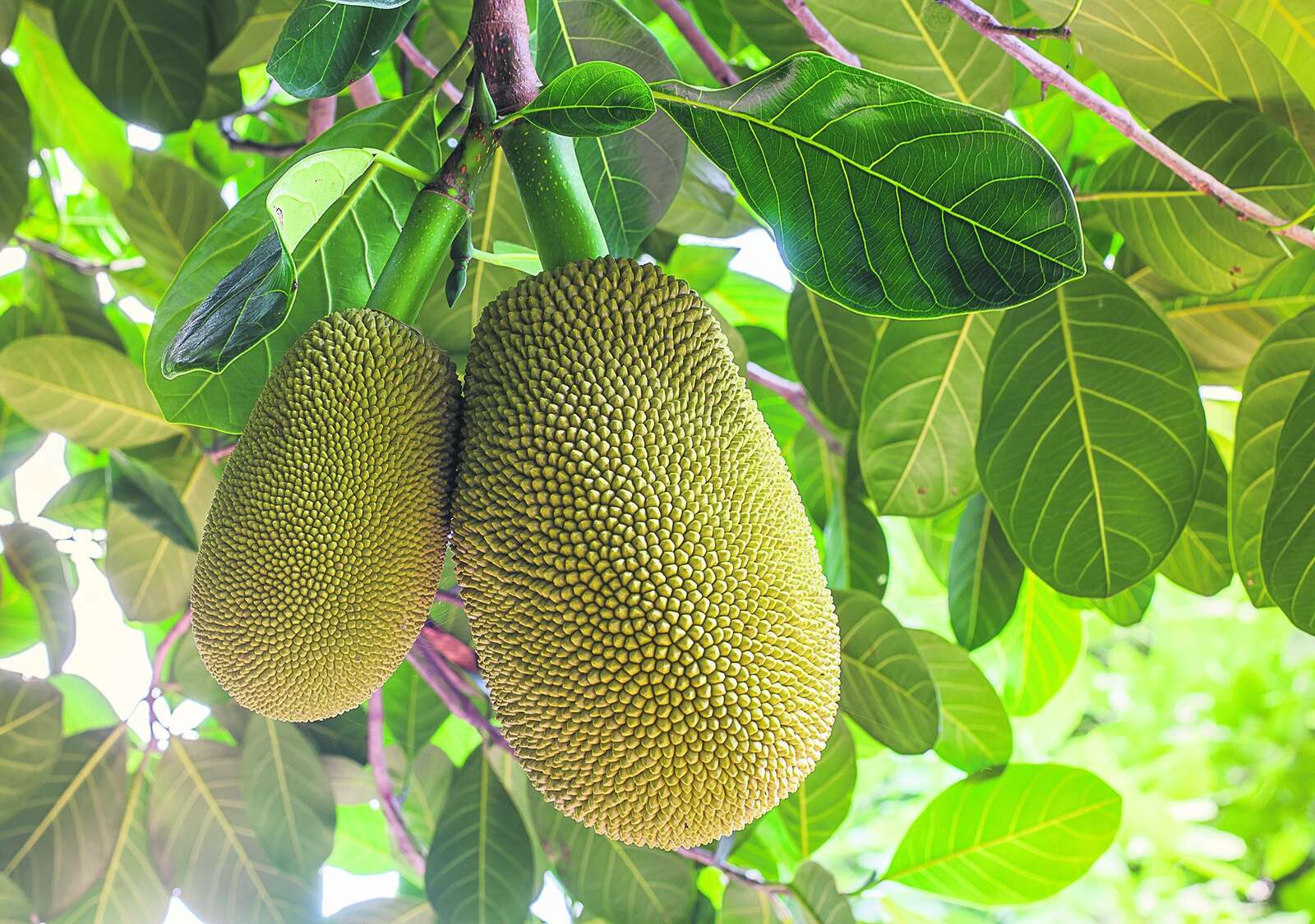 not-jack-of-this-fruit-shepparton-news
