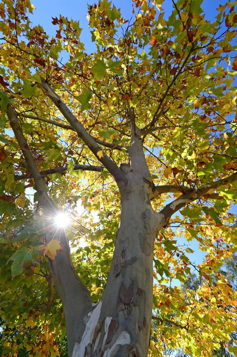 Mitchell Shire keeping trees clear of power lines | Campaspe News