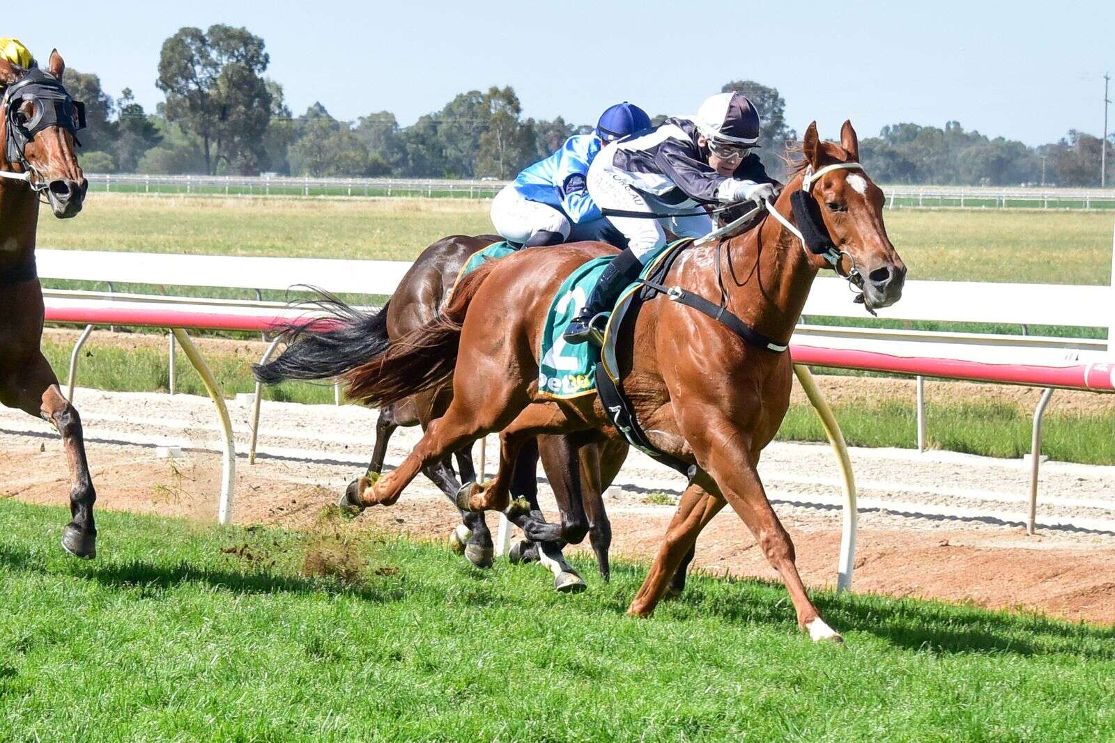 Honorellay in hot form ahead of Echuca races | Riverine Herald