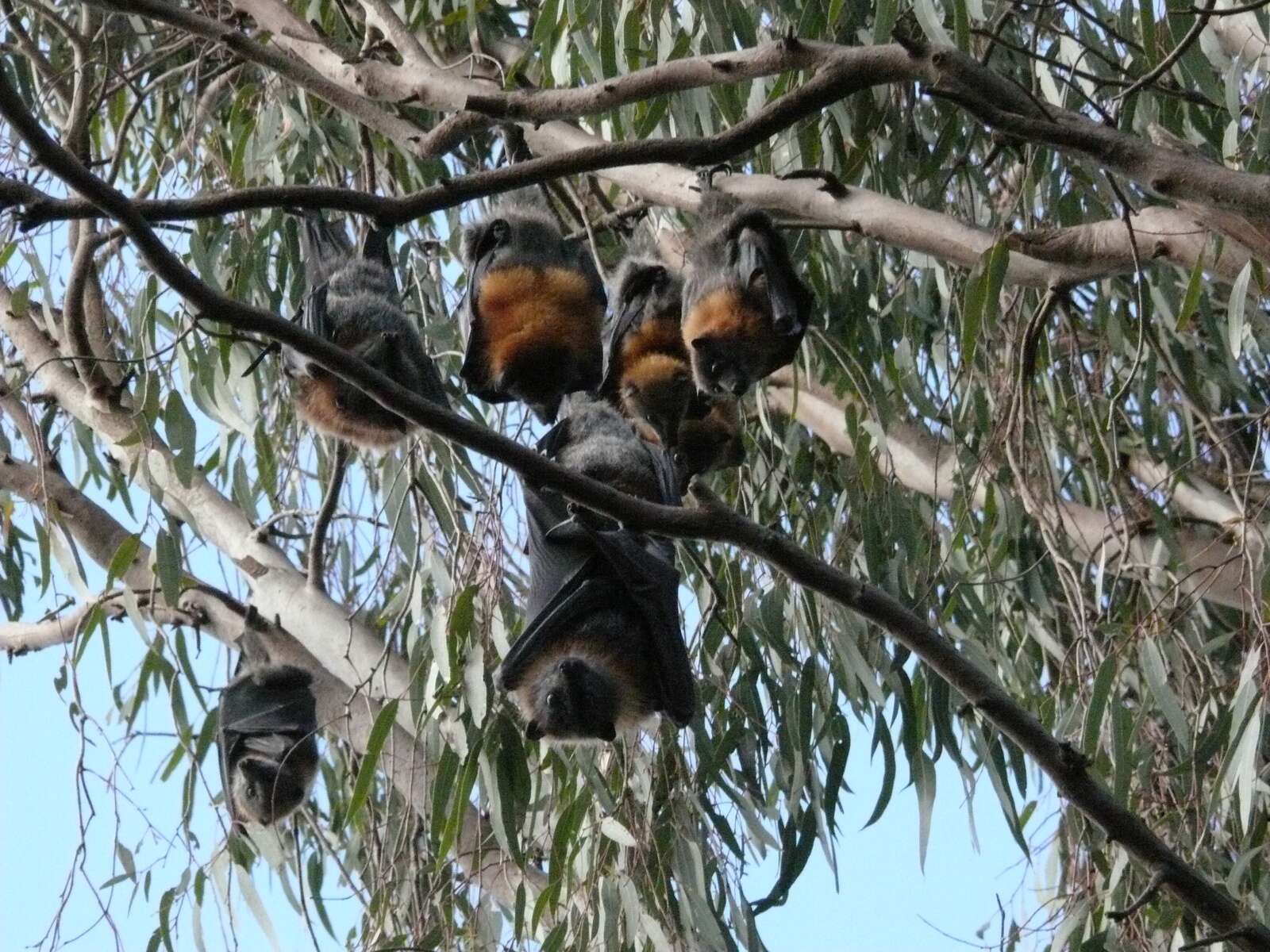 Go batty in Tatura | Shepparton News