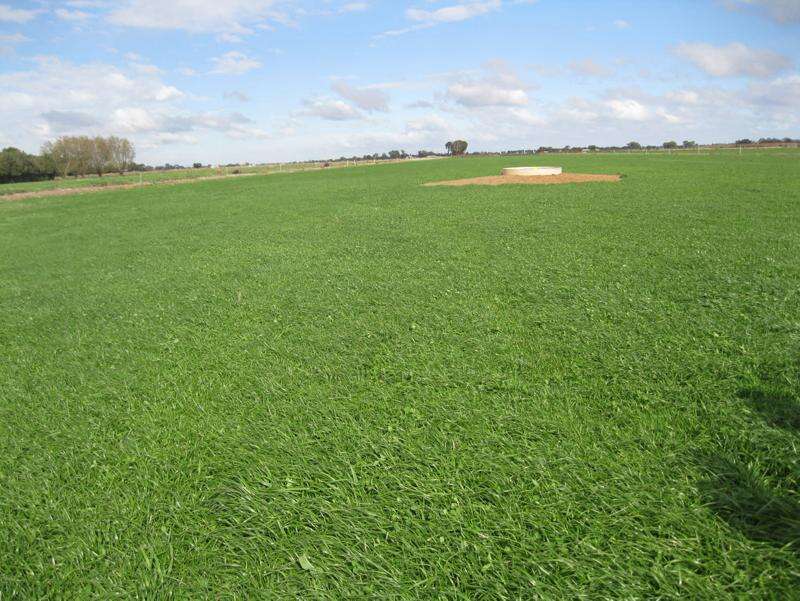How to manage pasture dieback | Country News