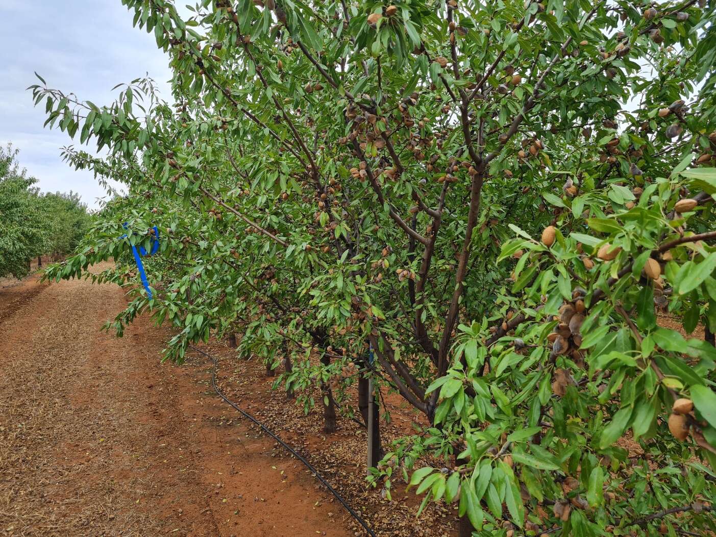 New almond drying business a cracker | Dairy News Australia