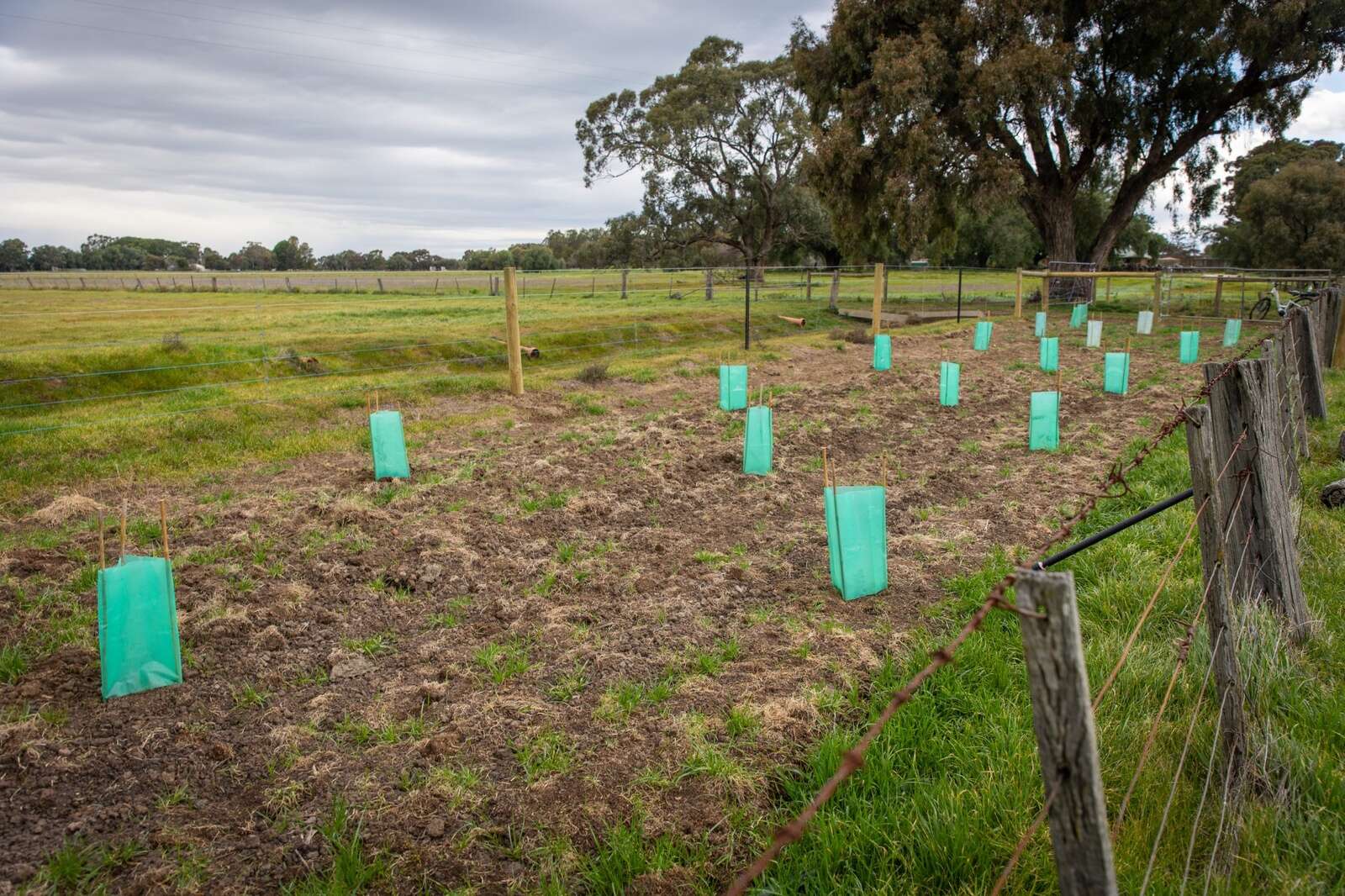 Discounted native plants on offer