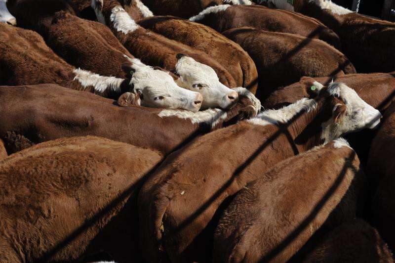 Beef is back on the menu | Country News
