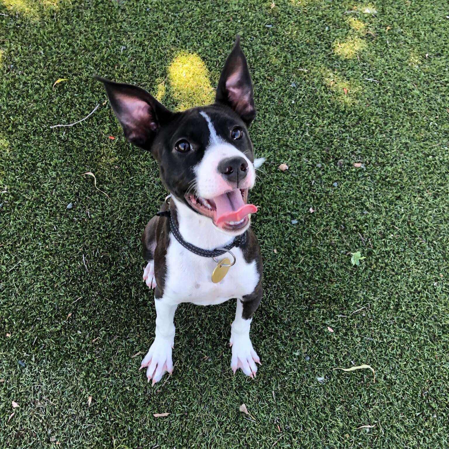 Pet of the Week: Pepper | Dairy News Australia