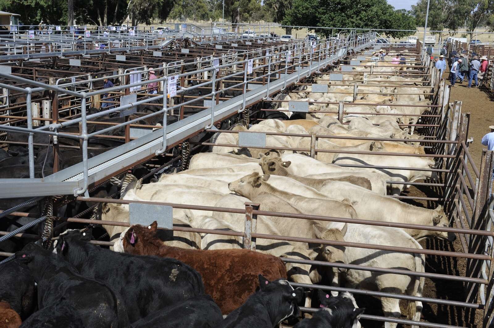 Videos guide farmers to safer cattle yard designs | Country News