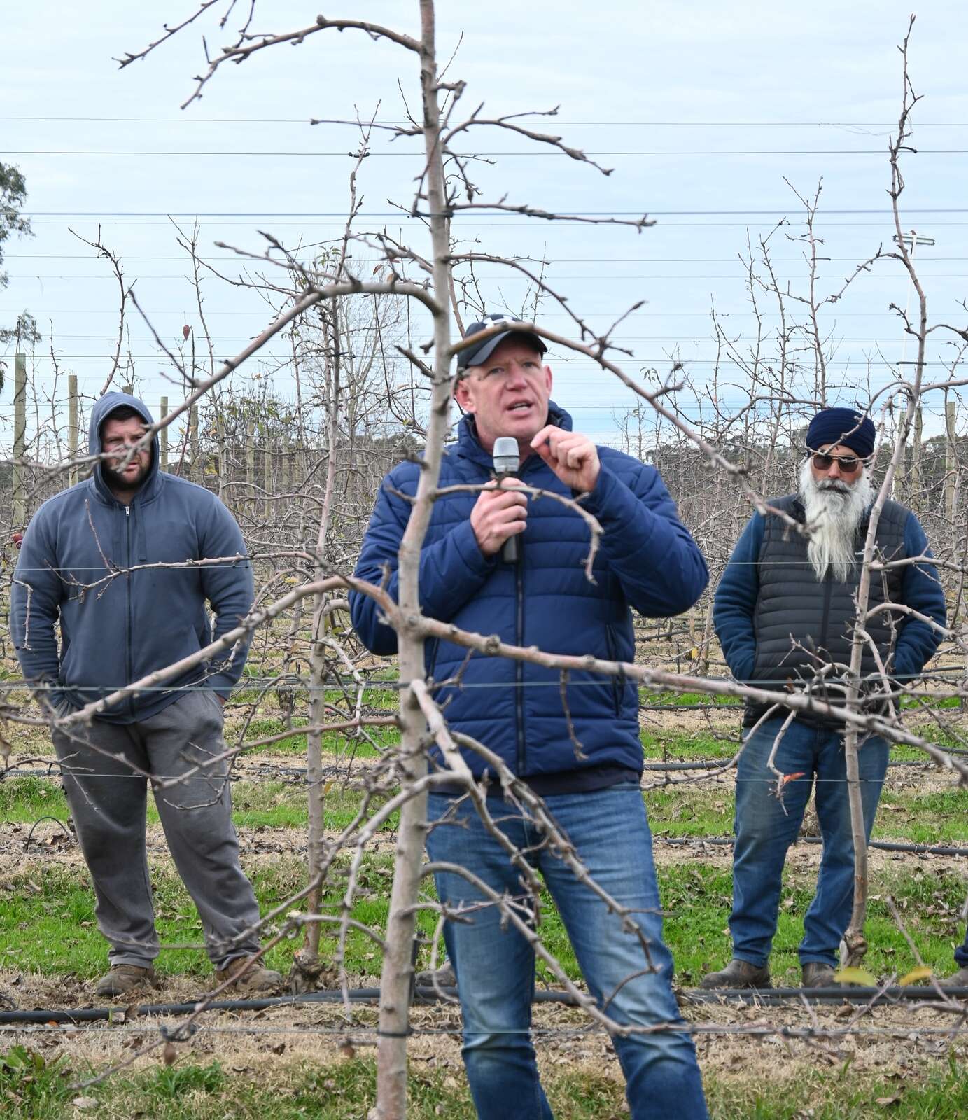 Get a head start on replacing orchards Country News