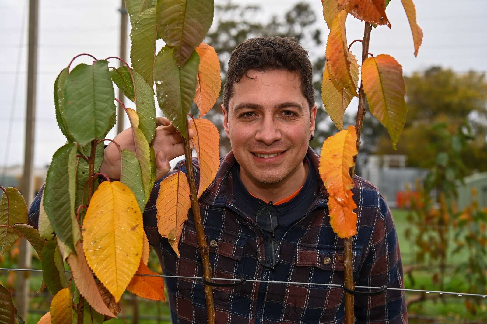 Sicily to Tatura: a fruitful journey