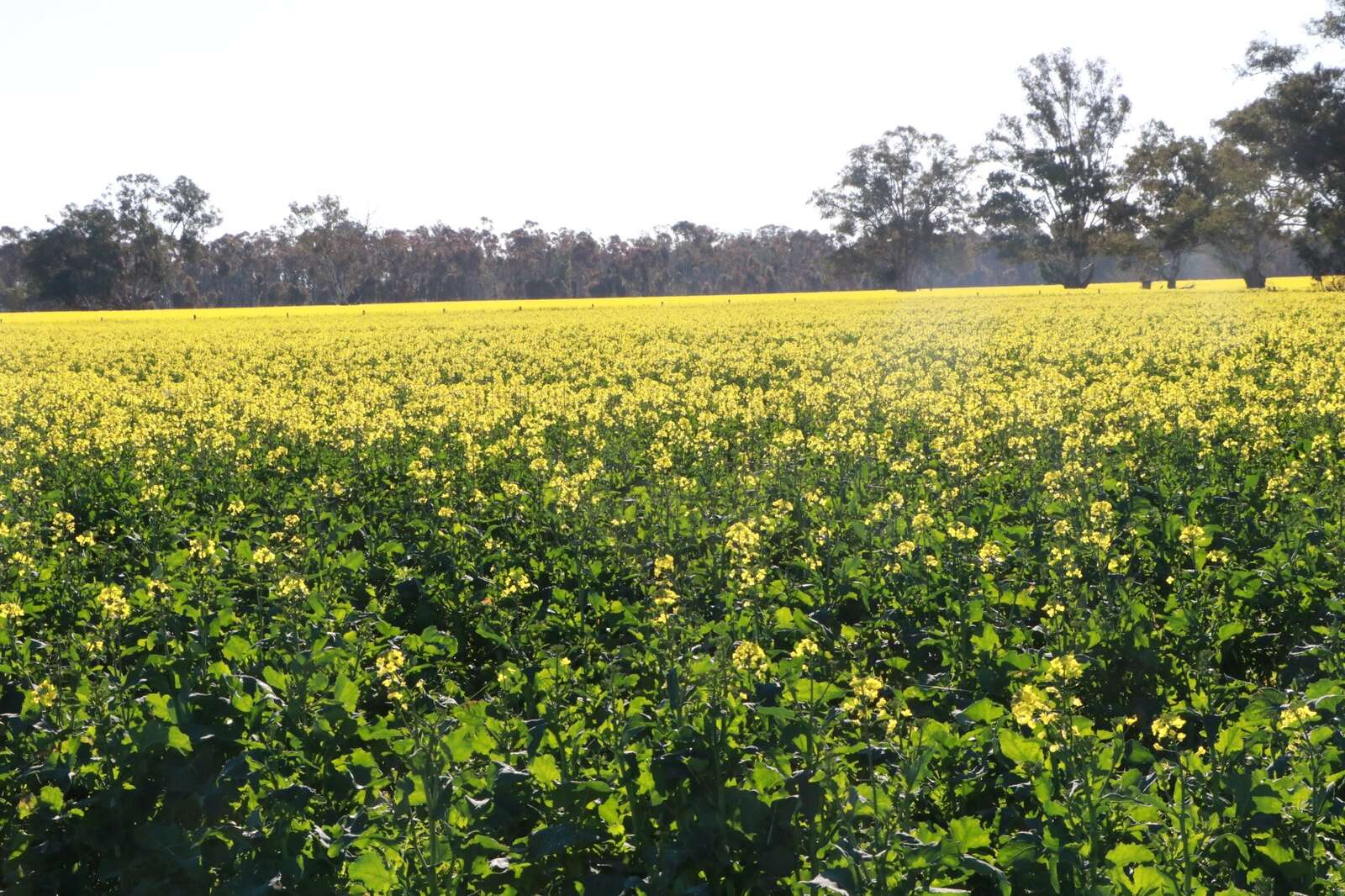 Early Canola Blooms Promise a Bountiful Harvest