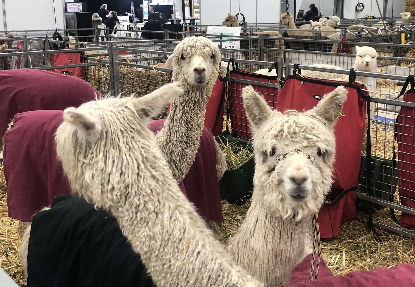 Alpacas sure turn heads | Dairy News Australia