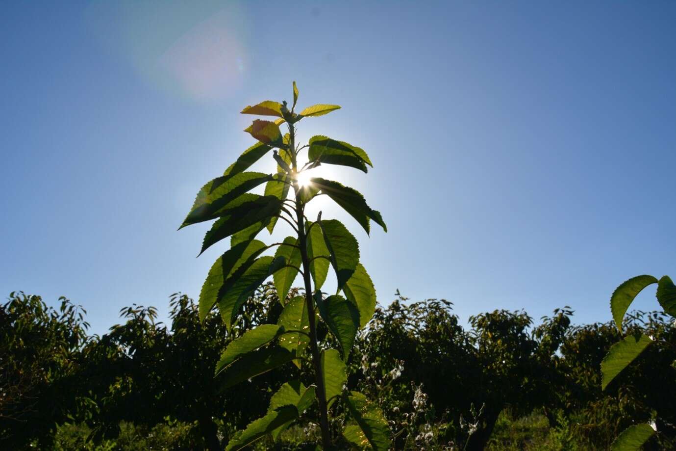 Summer of cherries and vines weathers the rain Shepparton News