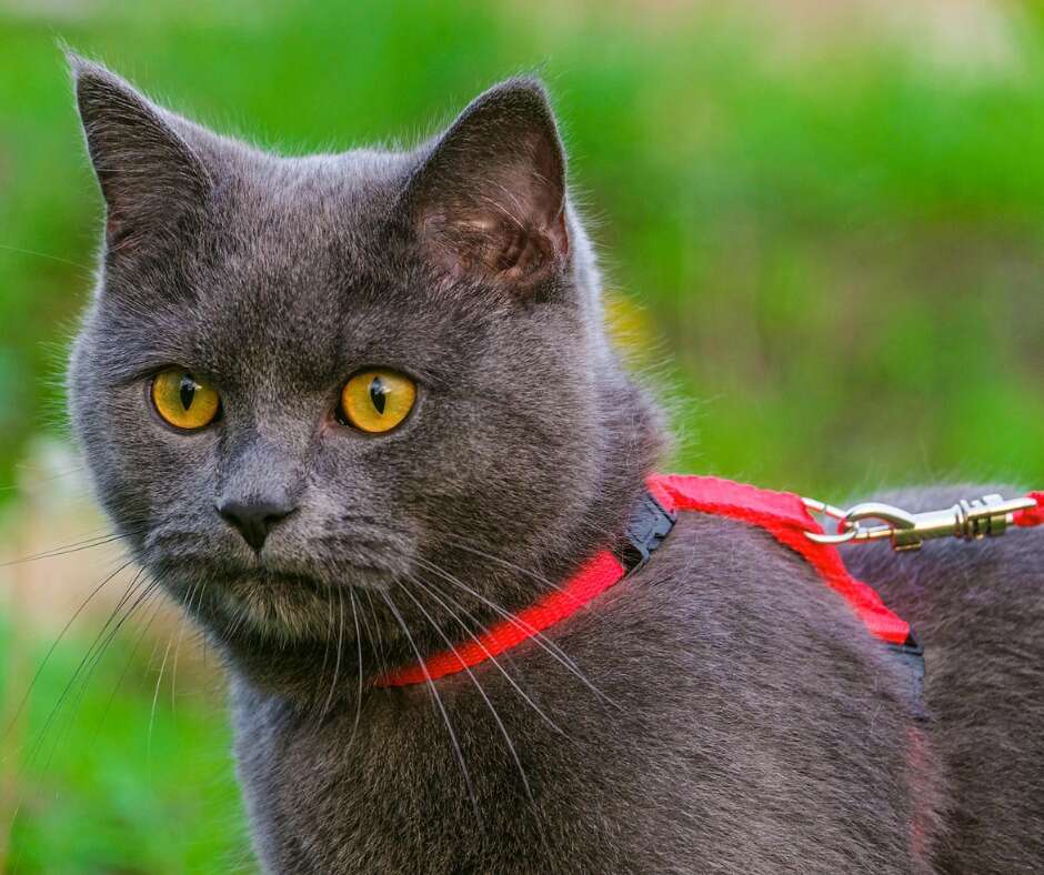 Council adopts 24/7 cat curfew Corowa Free Press