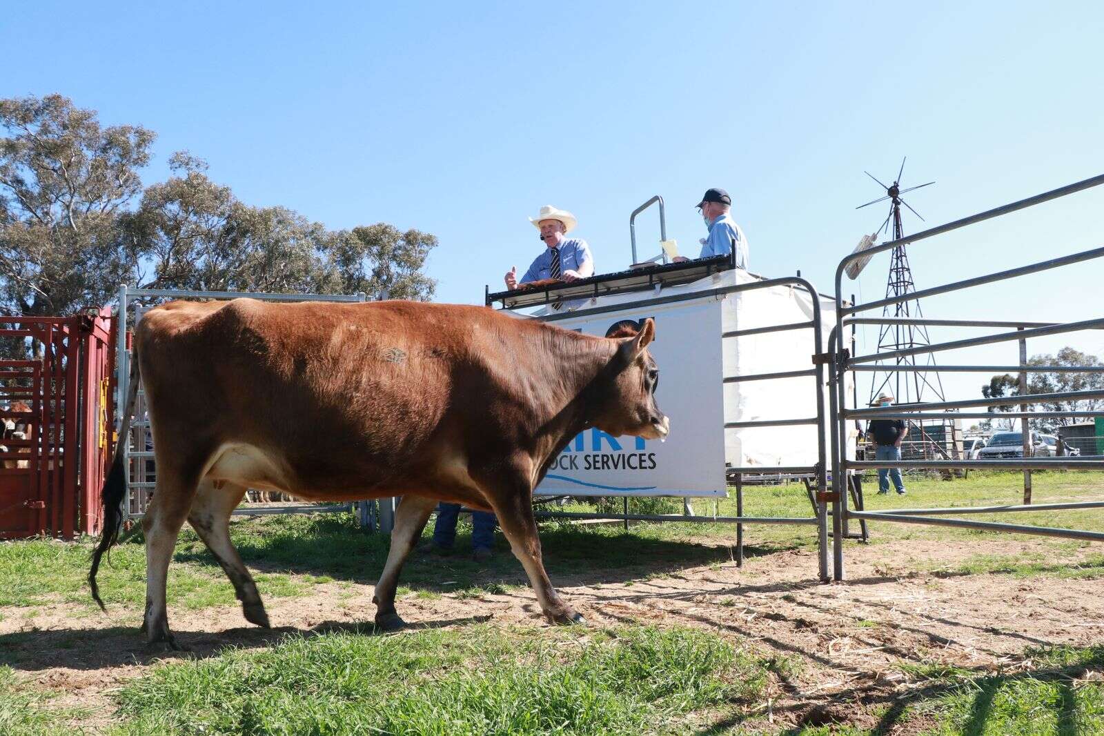 Jersey heifer sells for 9000 Country News