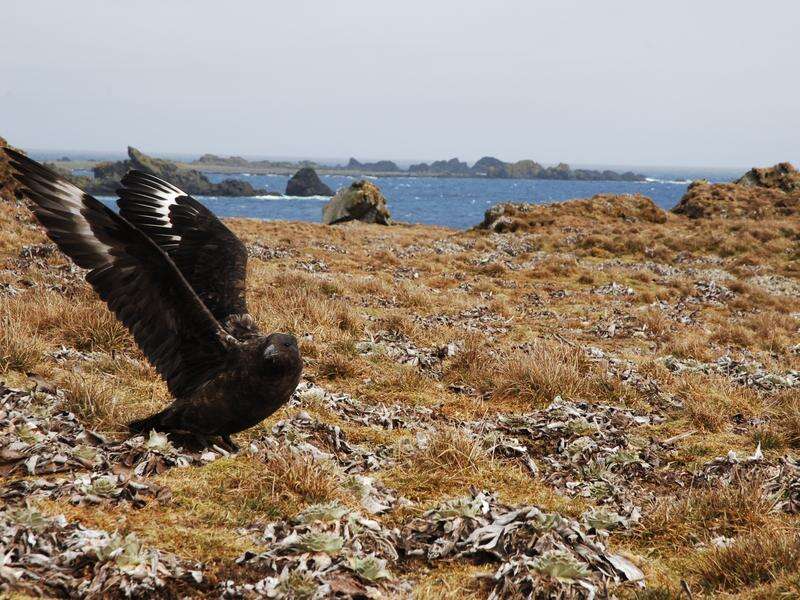 Tasmania records first case of deadly bird flu strain