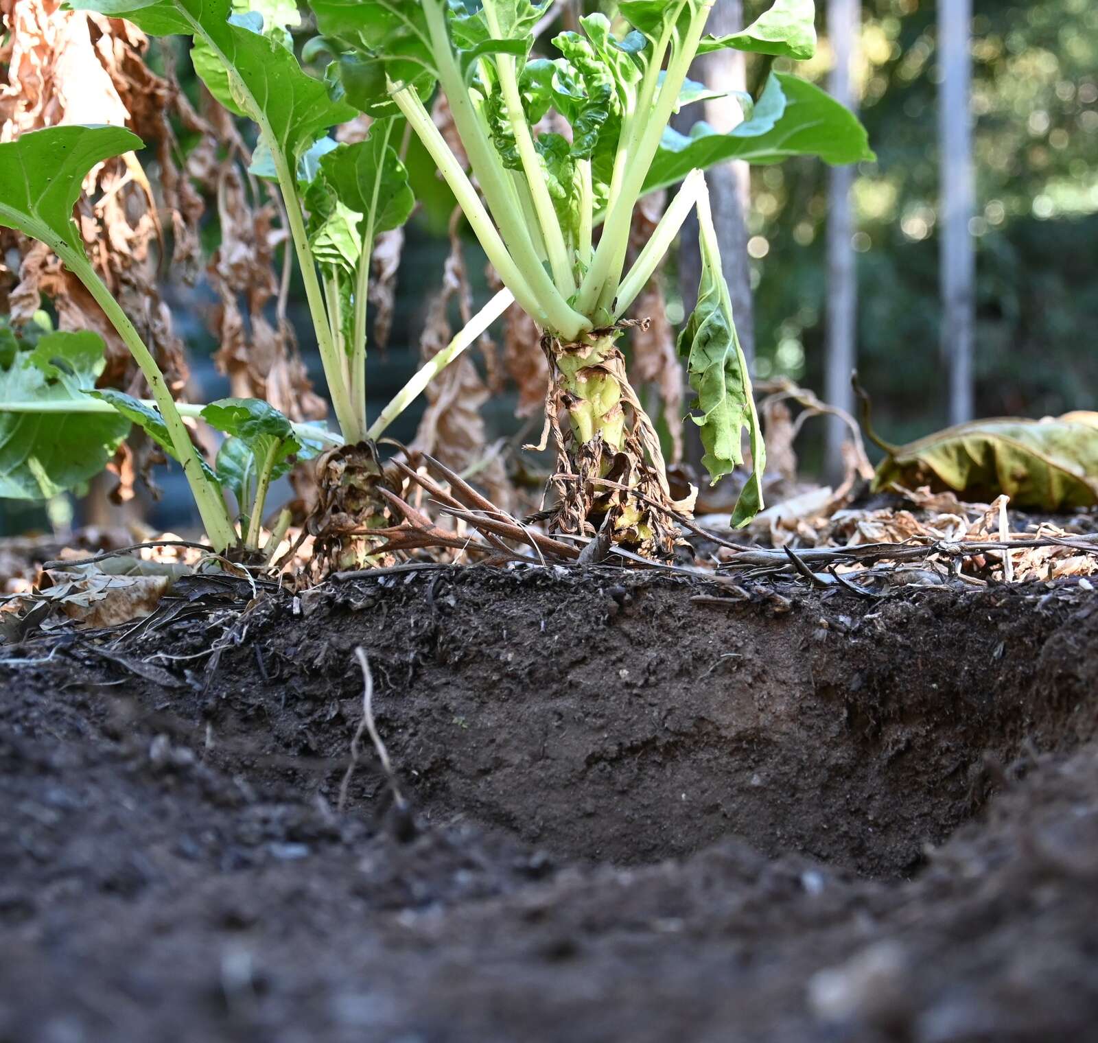 Prune It Back | Till, we eat again | Shepparton News