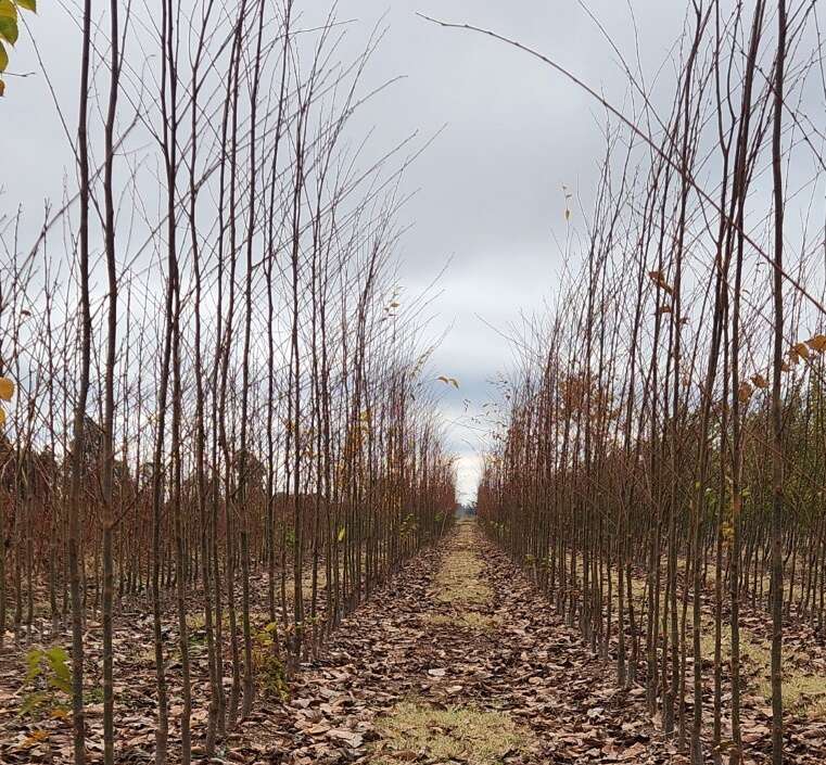 Trees, trees and more trees | Country News