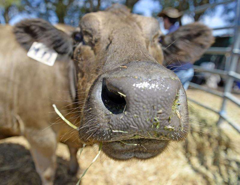 Shining a spotlight on facial eczema Dairy News Australia