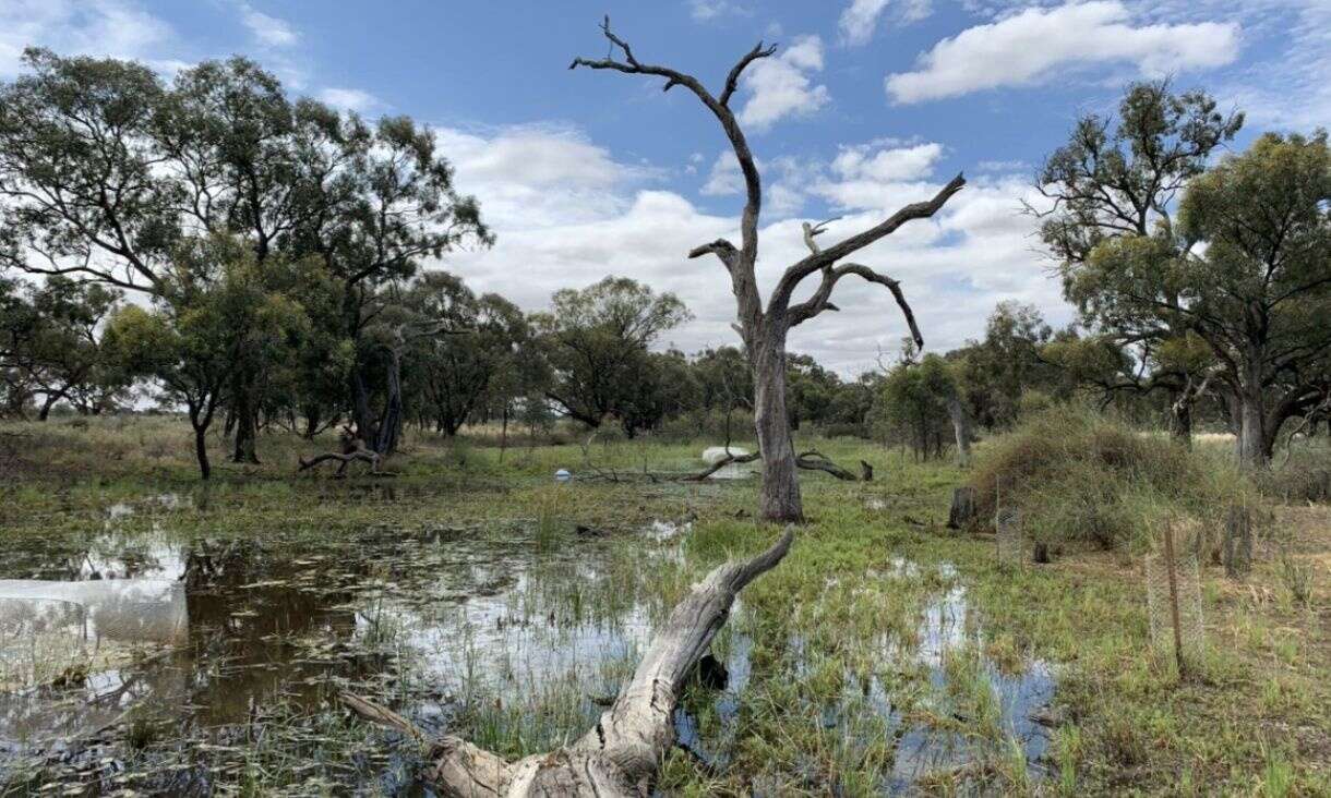 Restored wetlands reap benefits for climate drought resilience