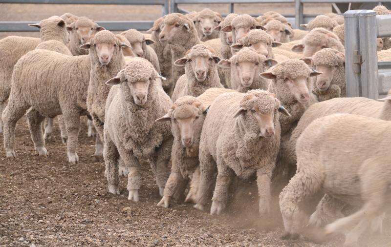 Sheep market in great shape | Country News