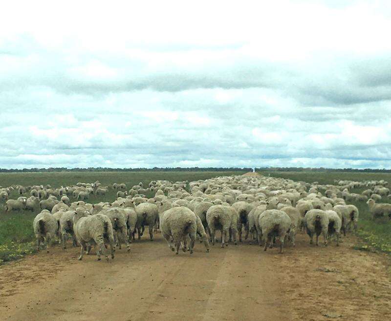 Improved seasonal conditions underpin flock rebuild | Country News