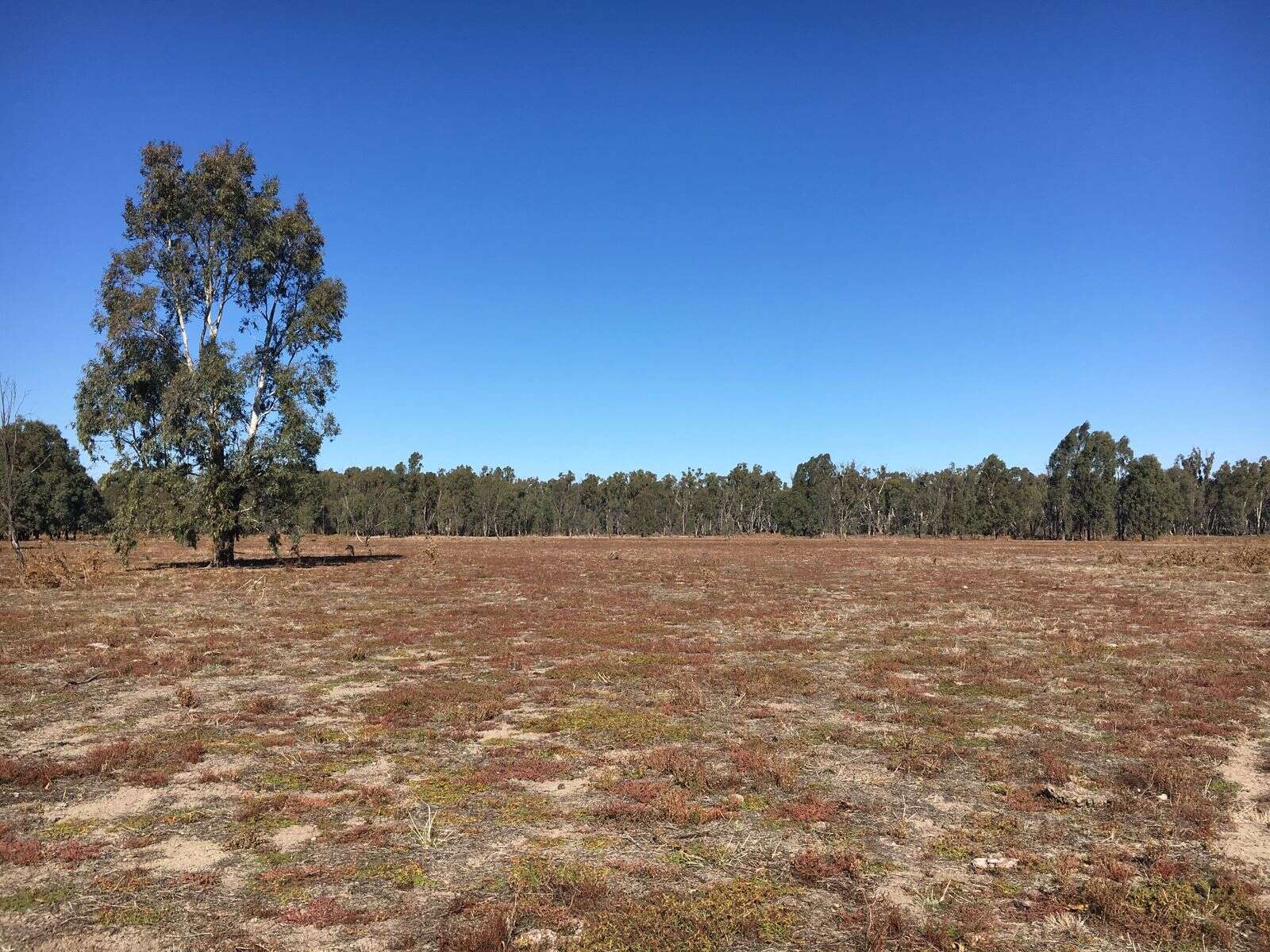 Rare plants respond to watering Deniliquin Pastoral Times