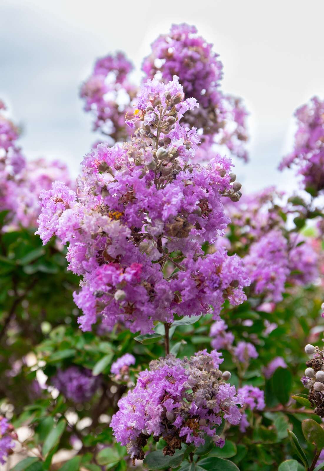 blooming-marvellous-creation-seymour-telegraph