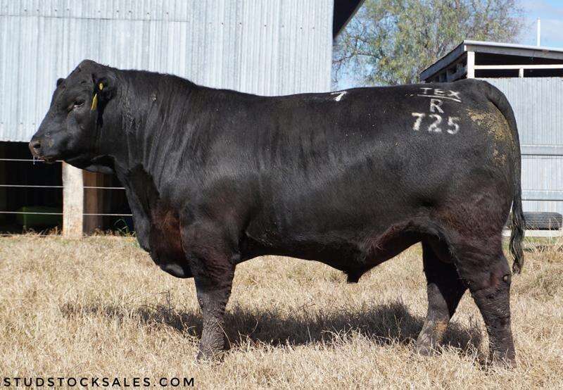 GA to market record-breaking bull | Country News