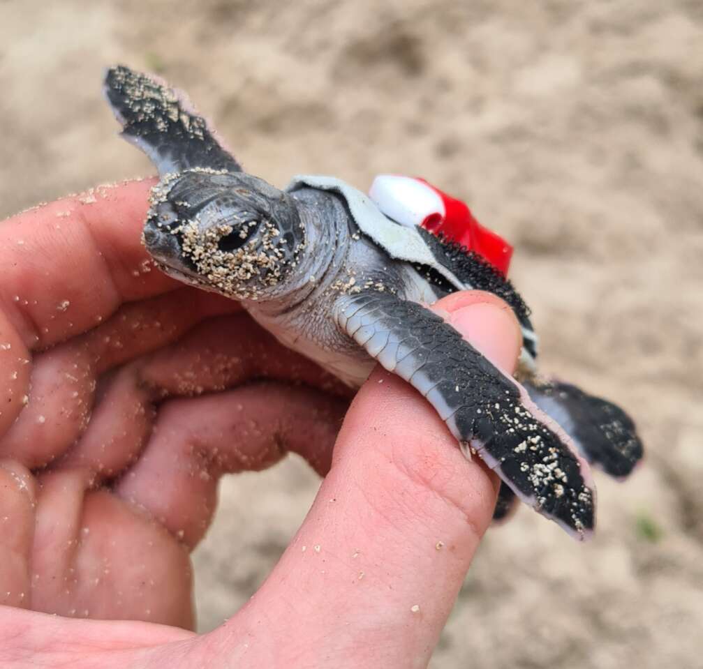 Turtles swim in sand - who knew? | Country News