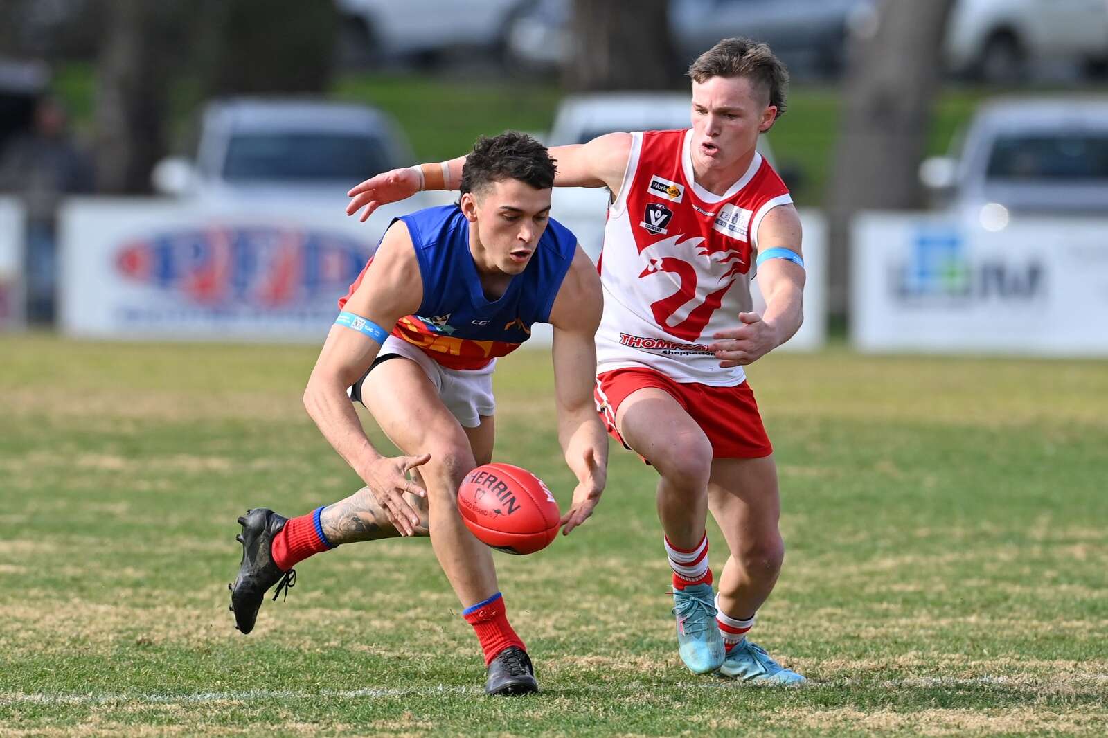 GVL Gallery Swans stun Lions in Princess Park thriller Seymour