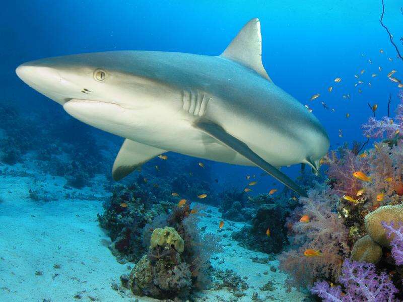 Overfishing takes big bite out of reef sharks globally | Country News