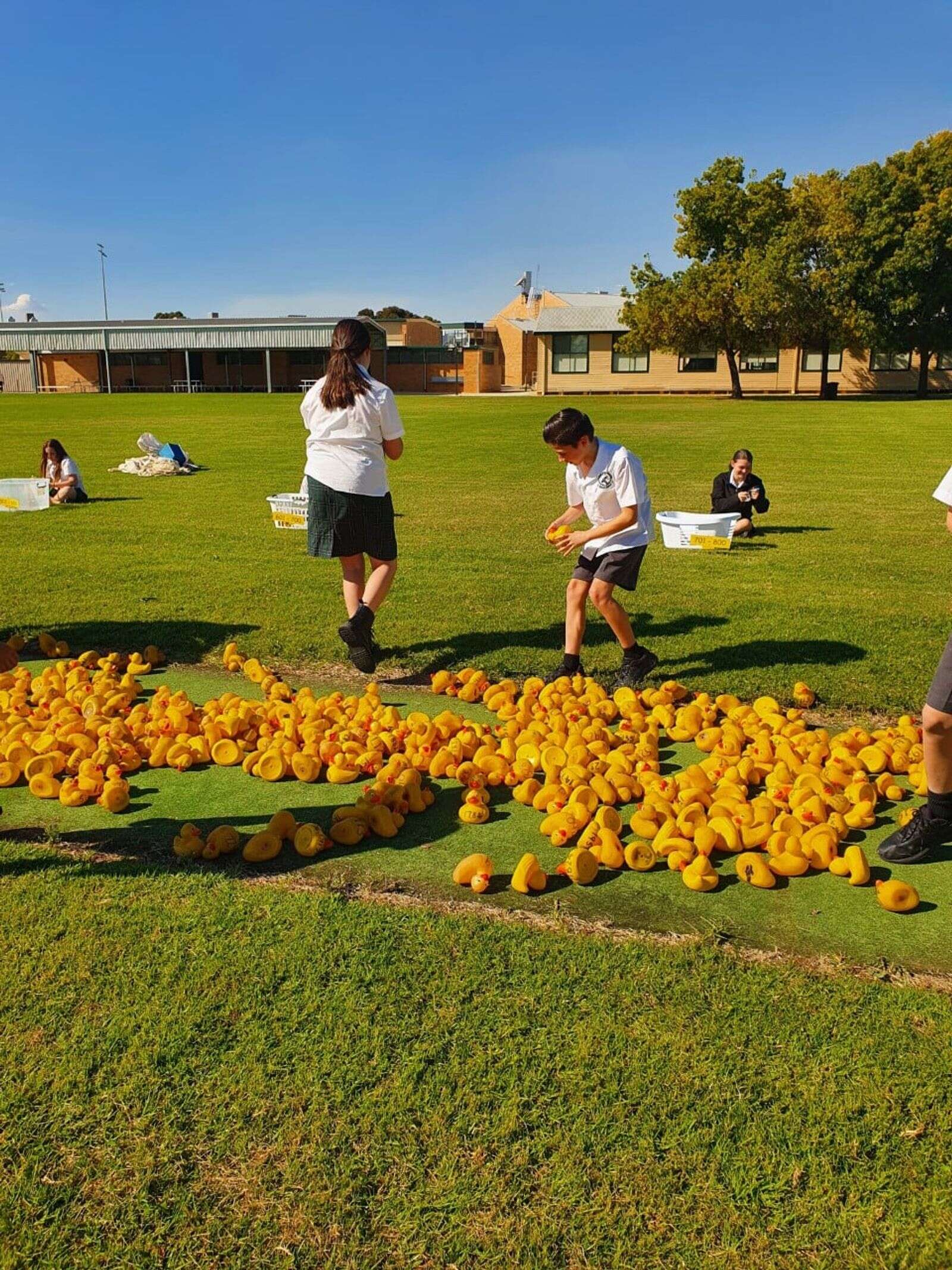 Finley High school helps with duck race Cobram Courier