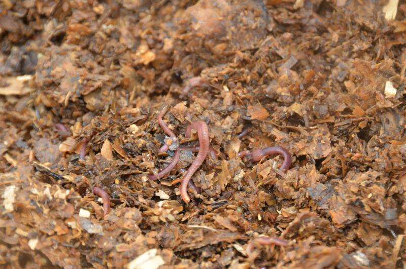 Compost bin and worm farm subsidy available | Riverine Herald