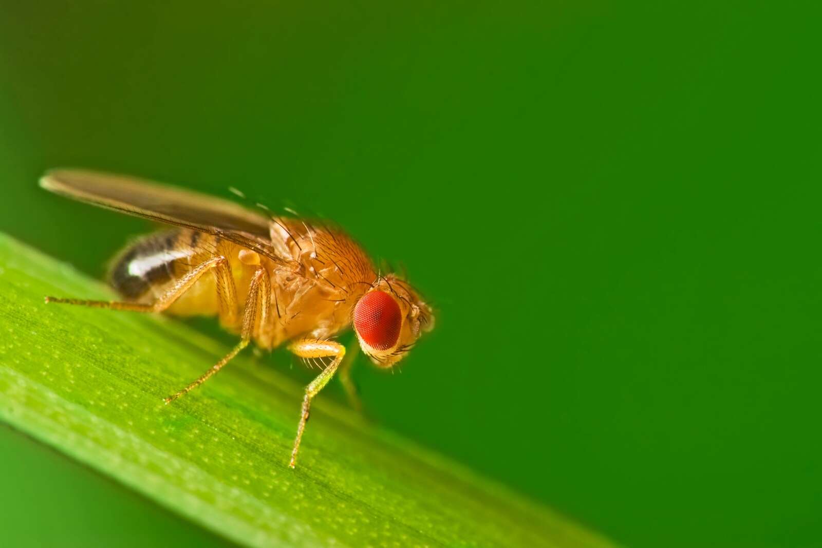 Fruit fly backyard threat