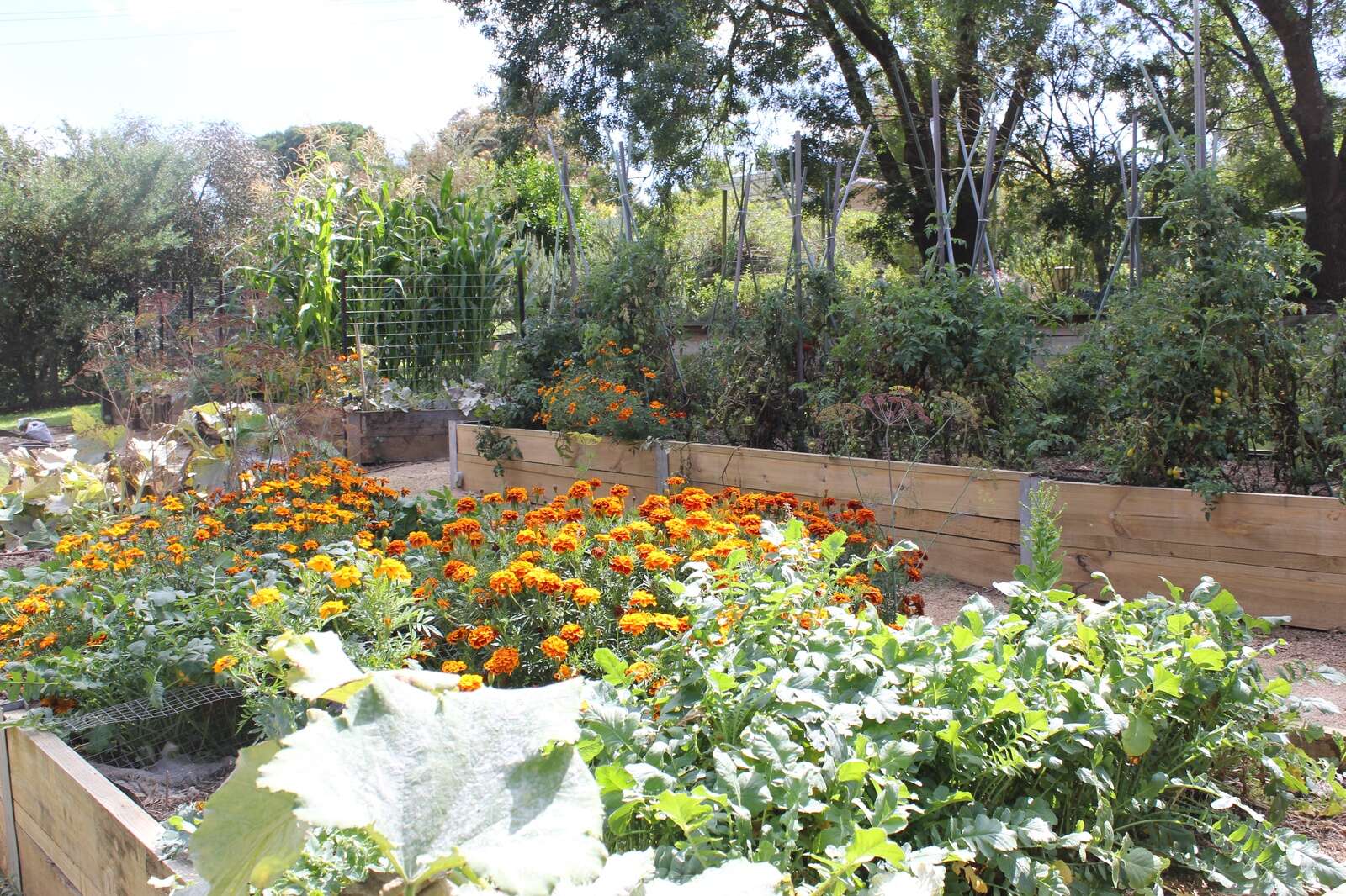 Spring planting secrets out in the open | Dairy News Australia