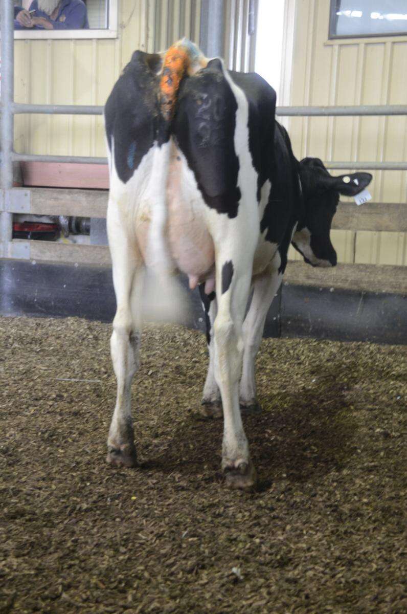 Shepparton cattle sale tops at 3200 Country News