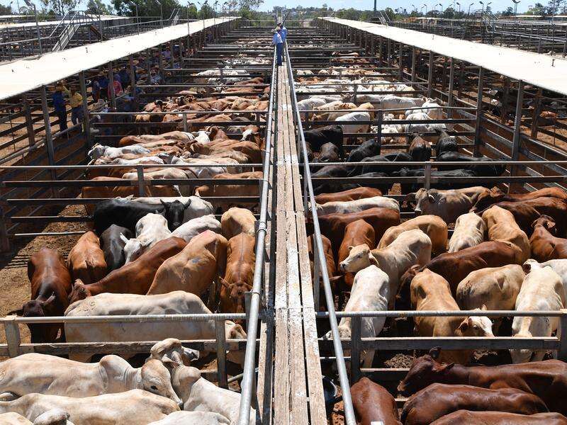 New locations sought for Aussie beef due to China levy