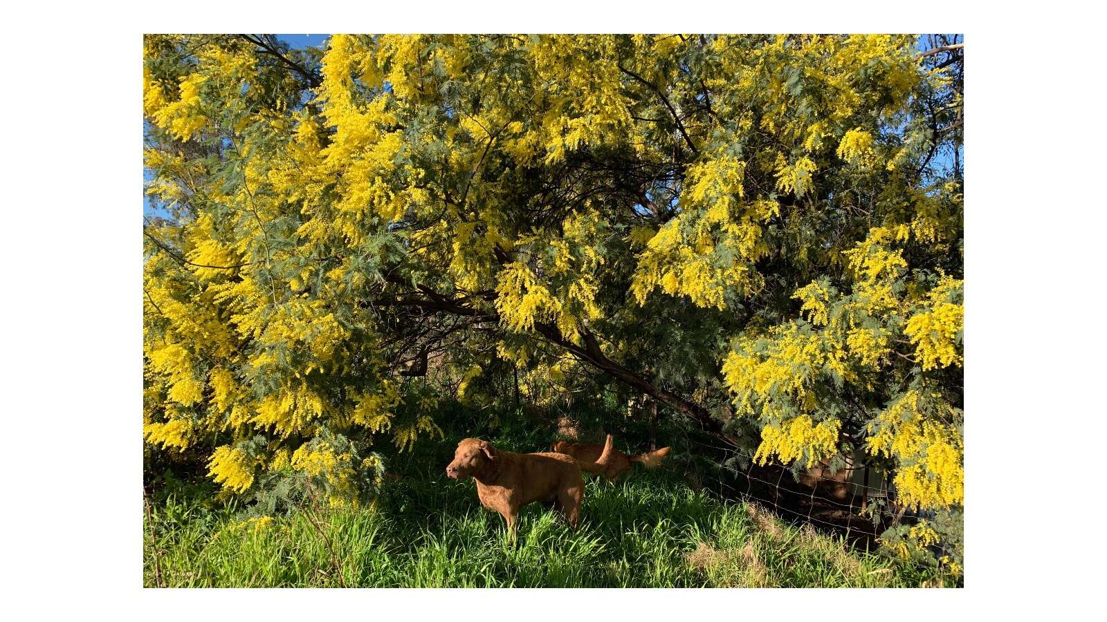 The sweet sounds and smells of spring | Country News